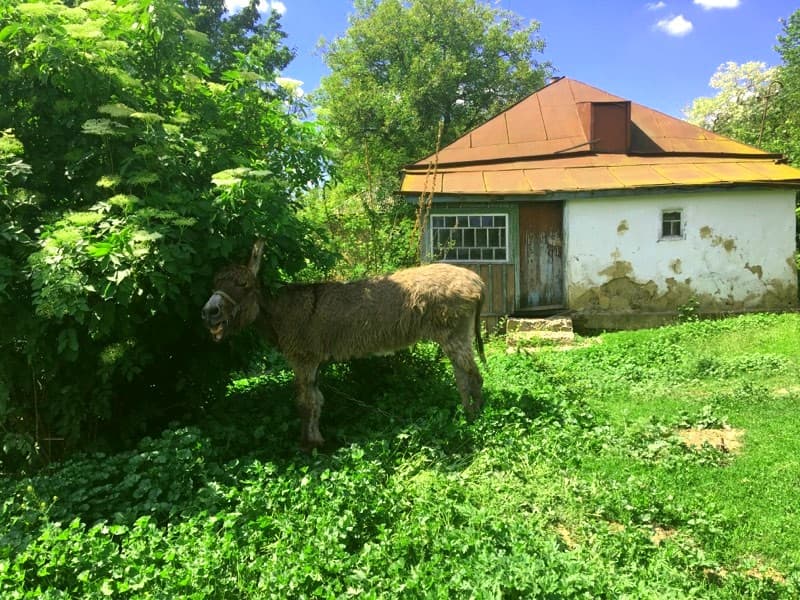 Віслюк в Суботові