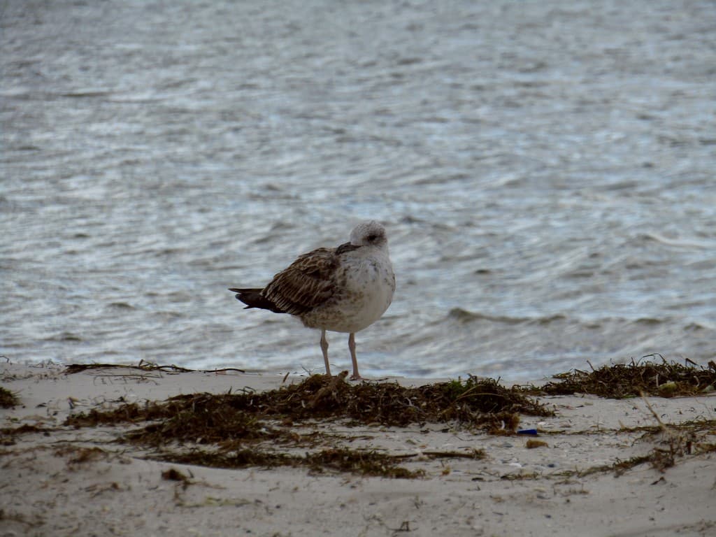 Птах стоїть на пляжі біля тіла води