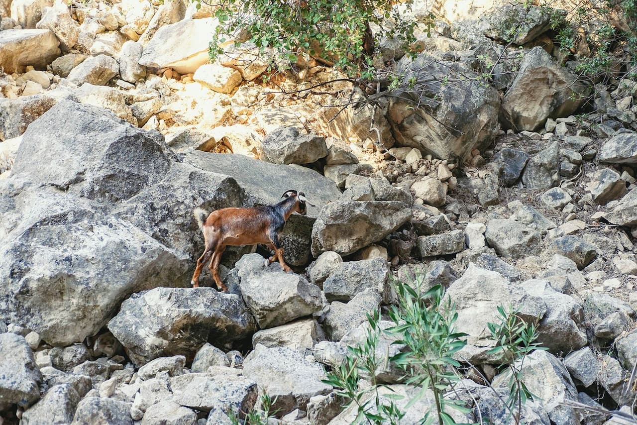 Гірський козел в каньйоні Авакас