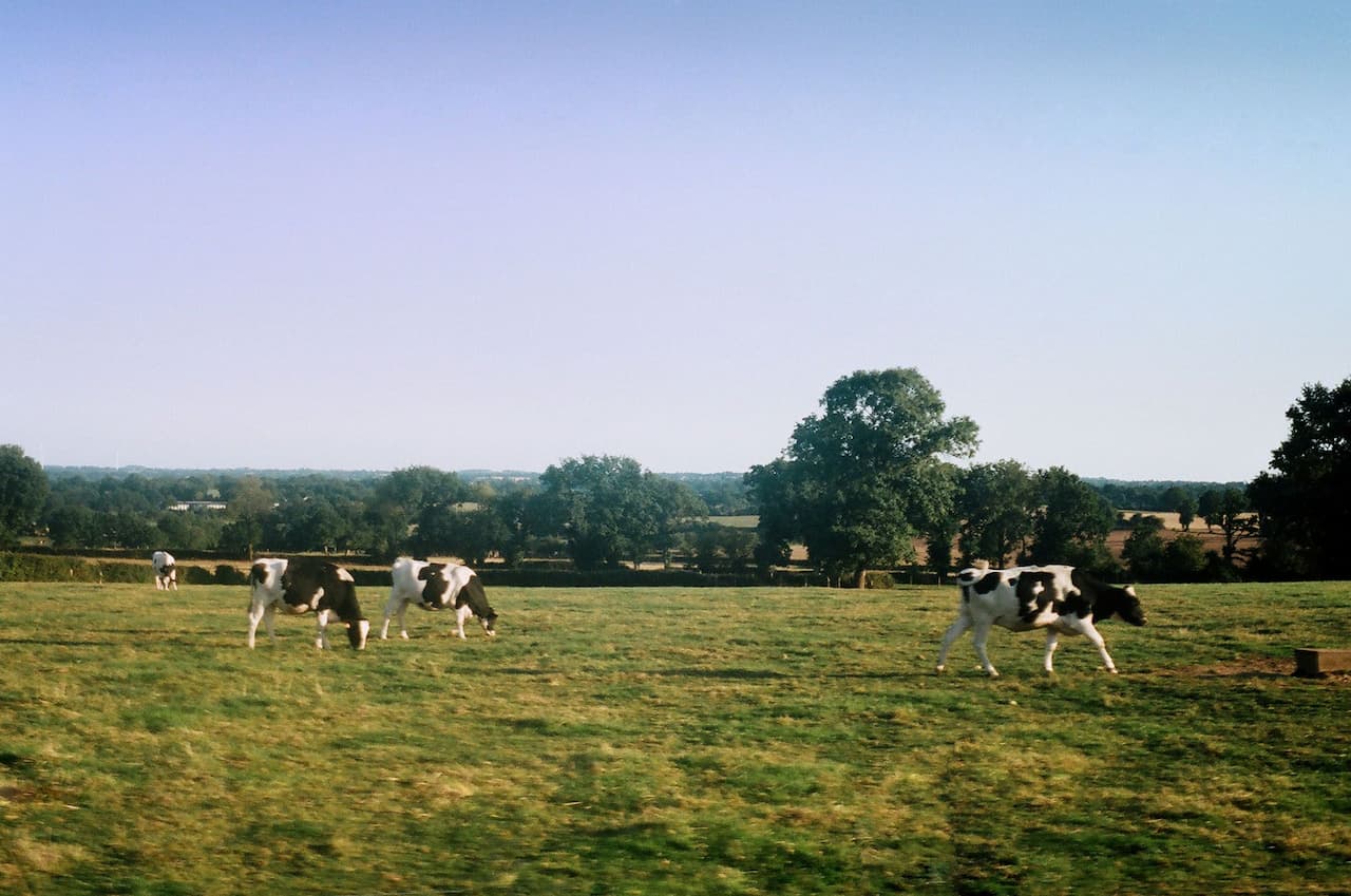 Корови у полі